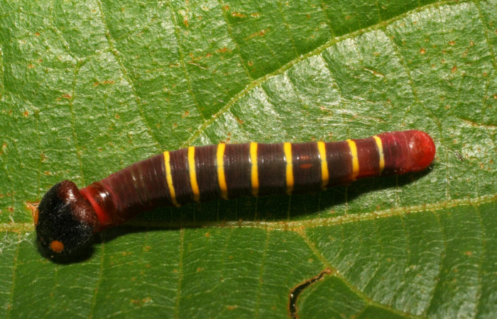Figura. 11 Larva Phocides pigmalionDHJ02 (Hesperiidae), posición dorsal alimentándose en <i>Trichospermum galeottii</i>, (Malvaceae). (06-SRNP-41789-DHJ414431.jpg).