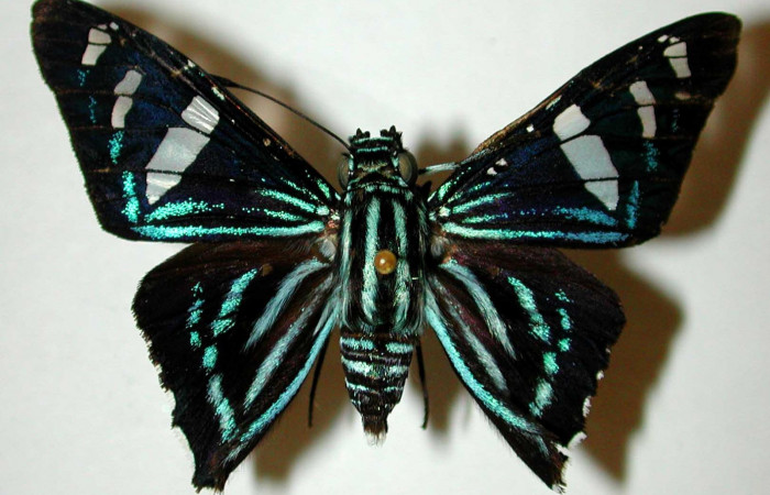 Figura 12. Adulto <i>Phocides</i> pigmalionDHJ02 (Hesperiidae) vista dorsal. (00-SRNP-11147-DHJ33652).