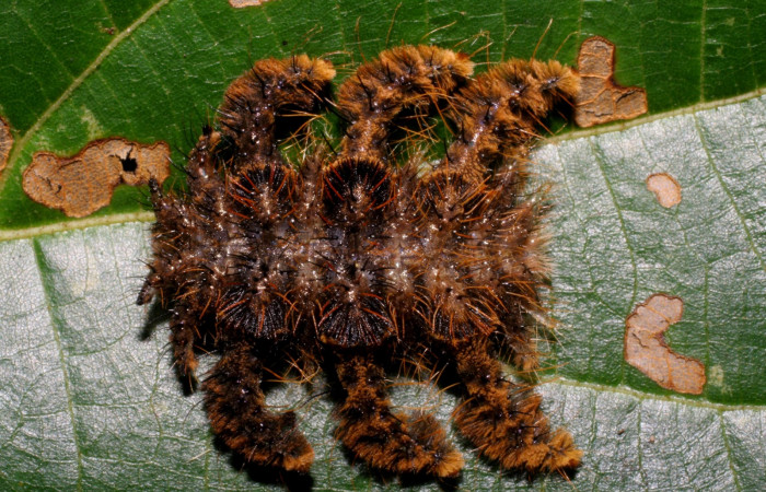 Figura. 13 Larva <i>Phobetron hipparchia</i> (Limacodidae), posición dorsal alimentándose en <i>Trichospermum galeottii</i>, (Malvaceae). (07-SRNP-42142-DHJ433741.jpg).