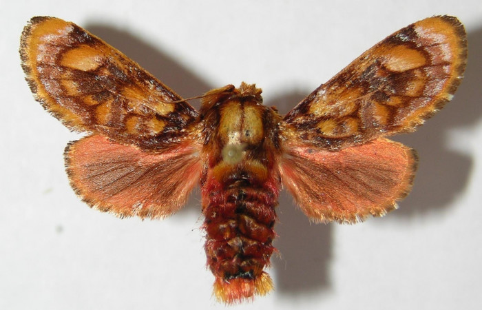 Figura 14. Adulto <i>Phobetron hipparchia</i> (Limacodidae) vista dorsal. (94-SRNP-9955-DHJ520752).