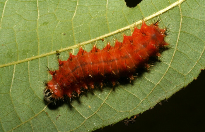 Figura. 15 Larva <i>Emesis mandana</i> (Riodinidae), posición dorsal alimentándose en <i>Trichospermum galeottii</i>, (Malvaceae). (05-SRNP-42076-DHJ407423.jpg).