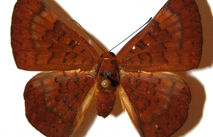 Figura 16. Adulto <i>Emesis mandana</i> (Riodinidae) vista dorsal. (00-SRNP-3133-DHJ308080 ).