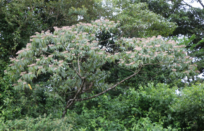 Figura. 1 Habitad, <i>Trichospermum galeottii</i>, (Malvaceae). Area de Conservación Guanacaste, Sector Rincón Rain Forest, Estación Leiva, selva , (elevación 410 metros), colectada el 10 de Febrero 2020. Foto, Jorge Hernández.