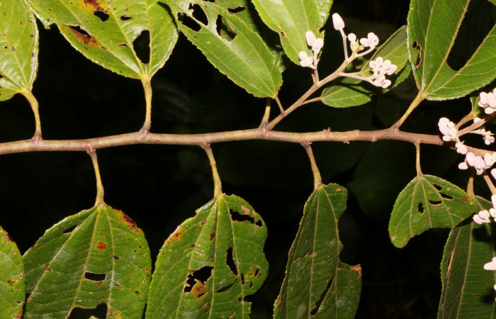 Figura. 2 Posición hojas, <i>Trichospermum galeottii</i>, (Malvaceae). Area de Conservación Guanacaste, Sector Rincón Rain Forest, Estación Leiva, selva, (elevación 410 metros), colectada el 10 de Febrero 2020. Foto, Jorge Hernández.