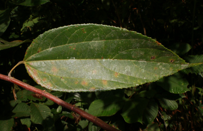 Figura. 3 Posición haz,<i>Trichospermum galeottii</i>, (Malvaceae). Area de Conservación Guanacaste, Sector Rincón Rain Forest, Estación Leiva, selva, (elevación 410 metros), colectada el 10 de Febrero 2020. Foto, Jorge Hernández.