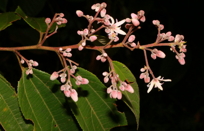Figura. 7 Flor racimo,<i>Trichospermum galeottii</i>, (Malvaceae). Area de Conservación Guanacaste, Sector Rincón Rain Forest, Estación Leiva, selva, (elevación 410 metros), colectada el 10 de Febrero 2020. Foto, Jorge Hernández.