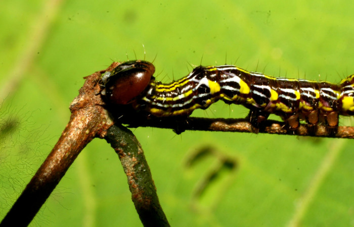 Figura 2.  <i>Elymiotis morana</i> (Notodontidae), en posición lateral mostrando la cabeza. Voucher09-SRNP-31101-DHJ458429.