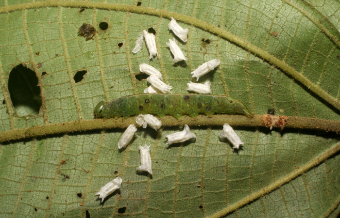 Figura 6. Larva con capullos de parásitos <i>Glyptapanteles</i> (Braconidae) de <i>Phastia</i> alcimedeICG02 (Notodontidae) último estadio, posición dorsal. Voucher: 06-SRNP-5048-DHJ410875.jpg.