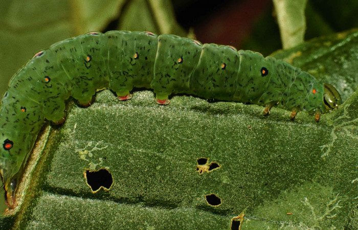 Figura 3. Larva de <i>Phastia</i> alcimedeICG02 (Notodontidae) último estadio, posición lateral. Voucher: 99-SRNP-4113-DHJ50896.jpg.