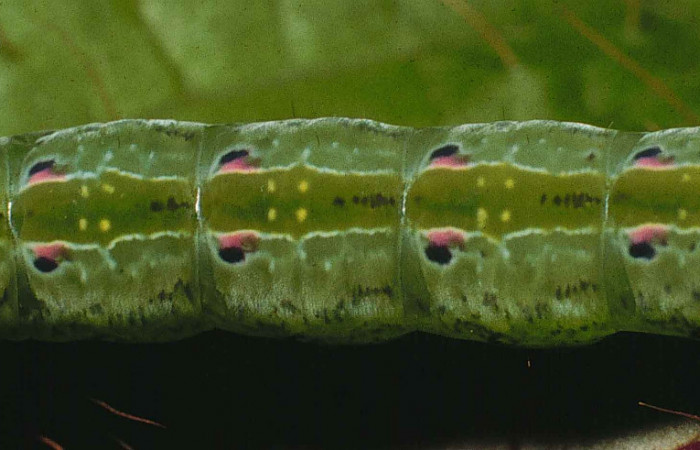 Figura 4. Larva de <i>Phastia</i> alcimedeICG02 (Notodontidae) último estadio, posición lateral. Voucher: 99-SRNP-4352-DHJ50953.jpg.
