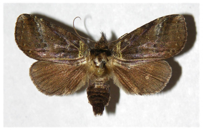 Figura 7. Adulto de <i>Phastia</i> alcimedeICG02 (Notodontidae), hembra. Voucher: 01-SRNP-25181-DHJ322270.