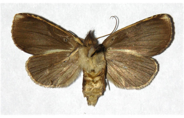 Figura 8. Adulto de <i>Phastia</i> alcimedeICG02 (Notodontidae), hembra. Voucher: 01-SRNP-25181-DHJ322271.