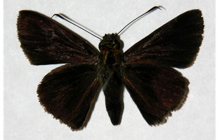 Fig.1. Adulto de <i>Cynea</i> Burns02. En posición dorsal. Voucher : 1.05-SRNP-30468-DHJ317950.jpg.