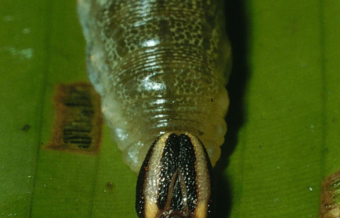 Fig.10. Mostrando cabeza de <i>Cynea</i> Burns02. Voucher :03-SRNP-10895-DHJ75484.jpg.