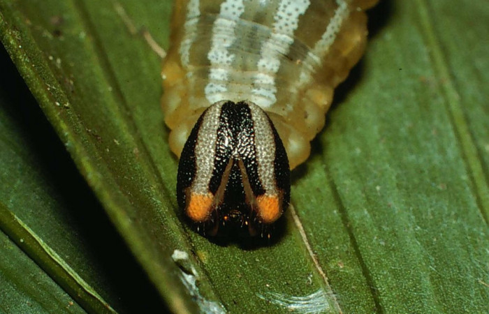 Fig.11. Mostrando cabeza de <i>Cynea</i> Burns05. Voucher : .02-SRNP-6347-DHJ64935.jpg.