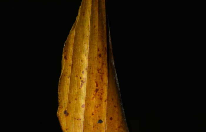 Fig.14. Mostrando capullo de <i>Cynea anthracinus</i>. Voucher : 15-SRNP-32455-DHJ729152.jpg