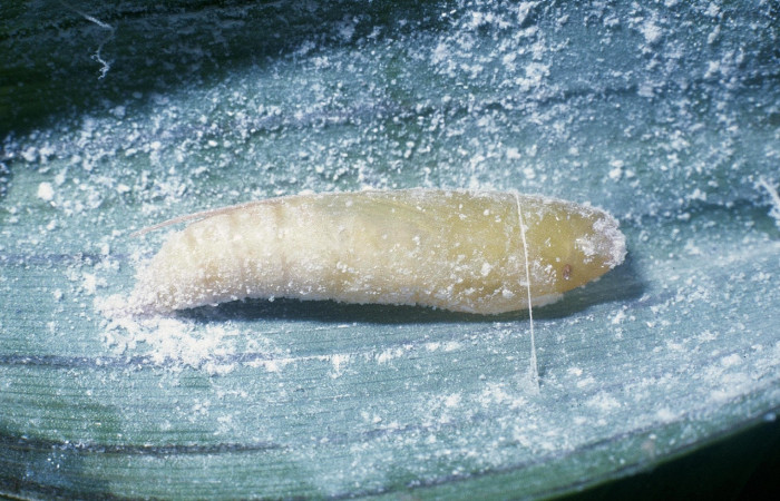 Fig.15. Pupa de <i>Cynea</i> Burns05. Voucher : 04-SRNP-2715-DHJ84279.jpg.