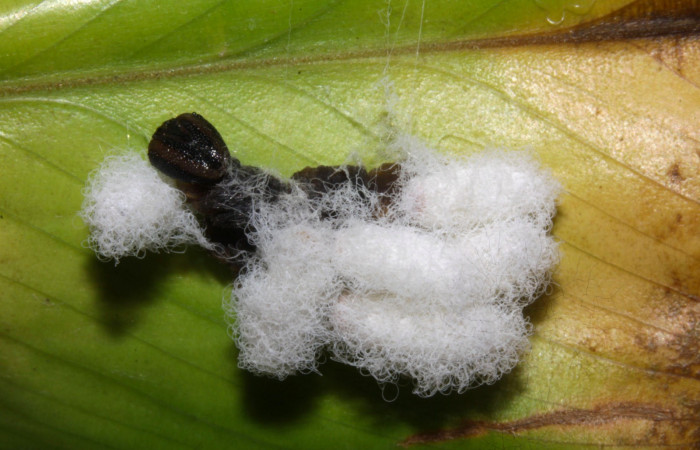 Fig.17. Capullos de parásito (Braconidae) encima al lado de larva <i>Cynea</i> Burns02. Voucher : 15-SRNP-32062-DHJ728973.jpg.