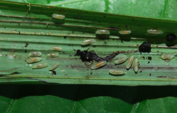 Fig.18. Larva parásito de la familia (Braconidae) en larva <i>Cynea</i> Burns05. Voucher : 15-SRNP-72427-DHJ732216.jpg.