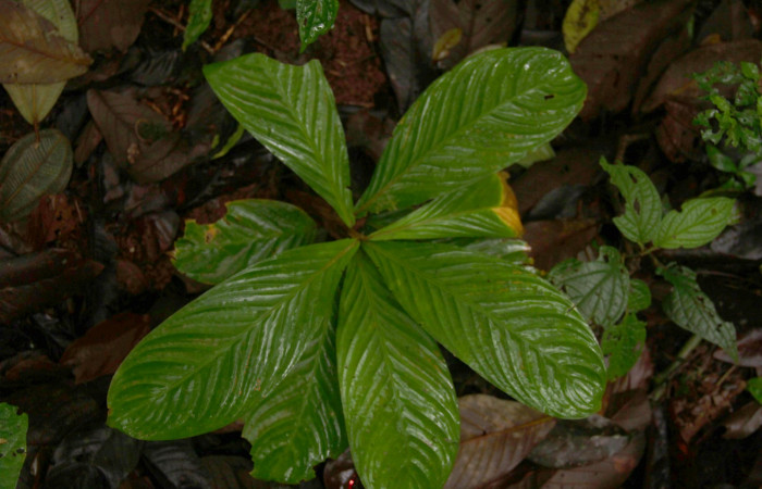 Fig.19. Mostrando hojas de <i>Calathea marantifolia</i> planta hospedera de <i>Cynea</i> Burns02.