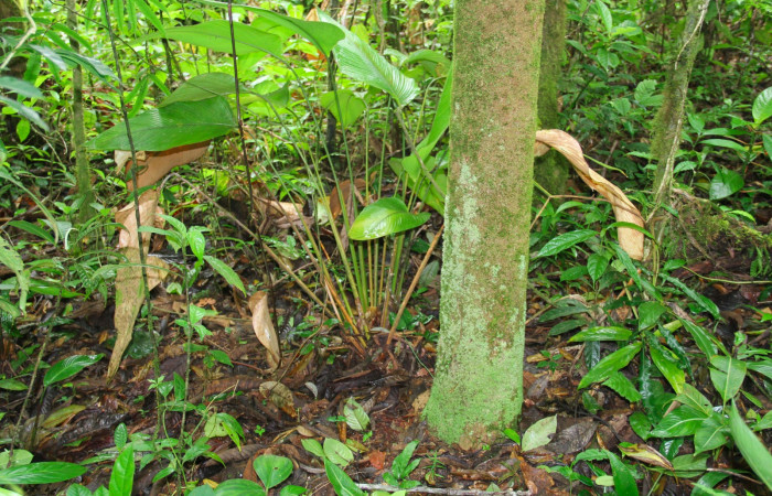 Fig.20. Planta hospedera de <i>Cynea</i> Burns02 <i>Calathea lasiostachya</i>.