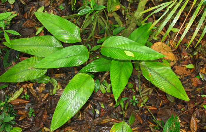 Fig.21. Mostrando hojas de <i>Calathea lasiostachya</i> planta hospedera de <i>Cynea</i> Burns02.