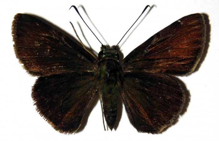 Fig.3. Adulto de <i>Cynea</i> Burns05. ventral. Voucher : 04-SRNP-3572-DHJ302936.jpg.