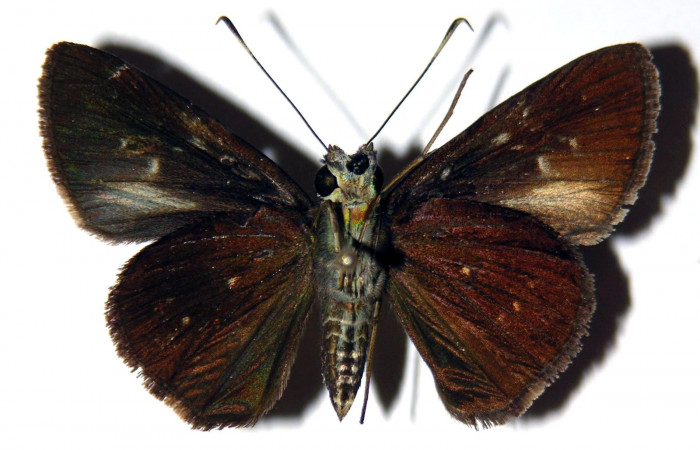 Fig.4. Adulto de <i>Cynea</i> Burns05. dorsal. Voucher : 04-SRNP-3572-DHJ302937.jpg.