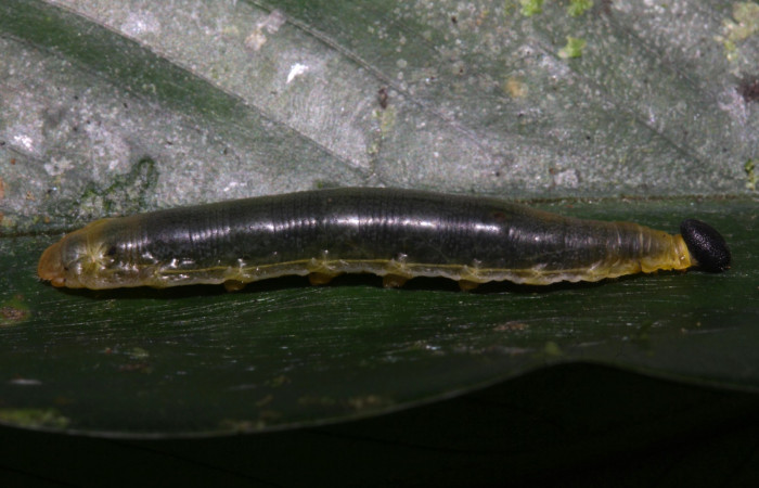 Fig.5 .Larva de <i>Cynea</i> Burns02. Voucher : 15-SRNP-32062-DHJ728949.jpg.