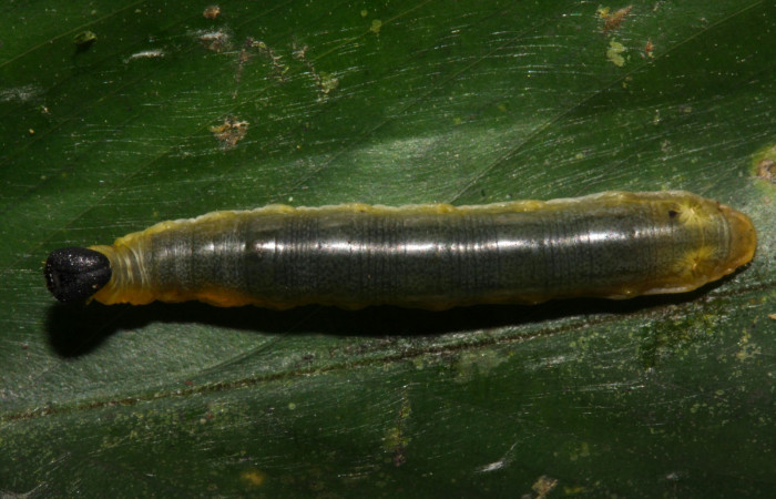 Fig.6. Larva de <i>Cynea</i> Burns02. Voucher : 15-SRNP-32062-DHJ728950.jpg.