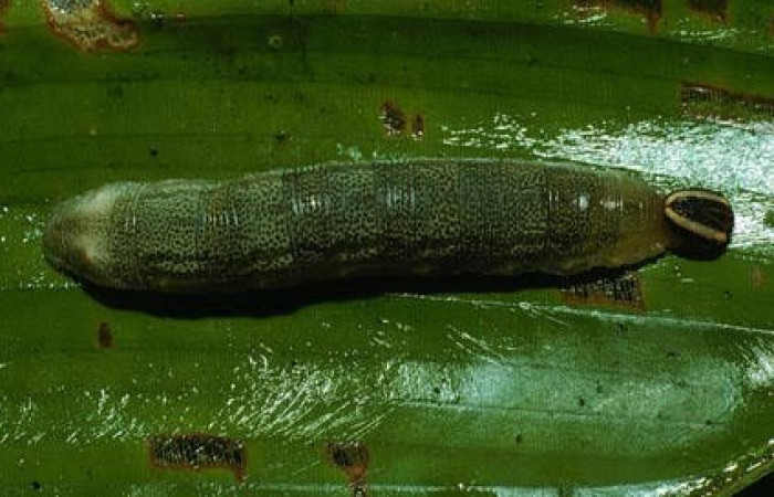 Fig.8. Larva de <i>Cynea</i> Burns02. Voucher : 03-SRNP-10895-DHJ75482.jpg