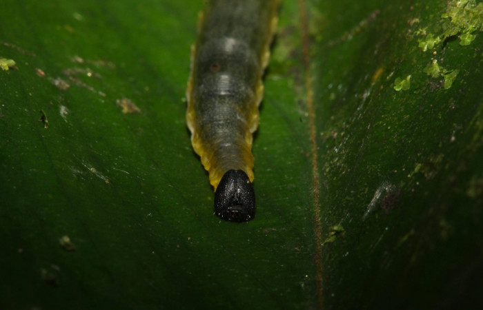 Fig.9. Mostrando cabeza de <i>Cynea</i> Burns02 . Voucher : 15-SRNP-32062-DHJ728948.jpg.