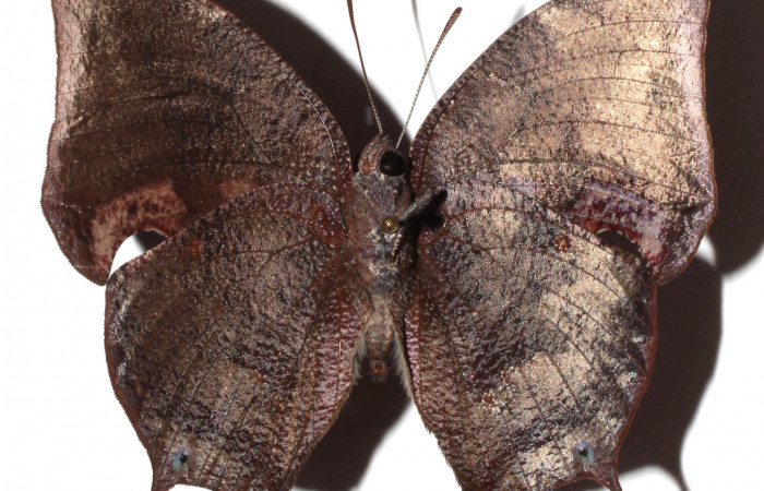 Figura 14. Adulto <i>Memphis</i> boisduvaliDHJ02 (Nymphalidae). Vista ventral, envergadura alar 50 mm. Voucher: 16-SRNP-36294-DHJ925497.jpg. Bin- BOLD:AAA4191.