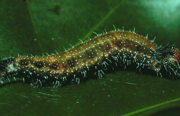 Figura 8. Larva de <i>Memphis boisduvali</i> (Nymphalidae). Vista lateral, se puede ver dos huevos de mosca parasíta <i>Winthemia</i> Wood06, Tachinidae, en la cabeza, último estadío. Foto 11 julio 1981. Voucher: 81-SRNP-1301-DHJ3470.jpg.