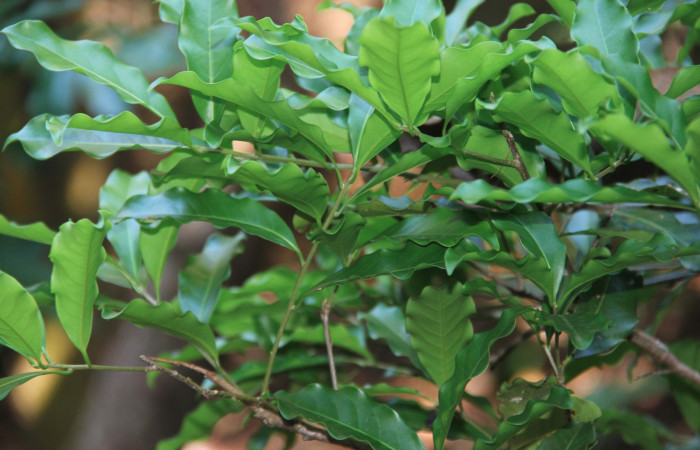 Figura 21. Planta hospedera <i>Ocotea veraguensis</i> (Lauraceae), de <i>Memphis boisduvali</i> (Nymphalidae), creciendo detrás de galerón del Sector El Hacha. Foto: Roster Moraga, 11 Marzo 2020.  