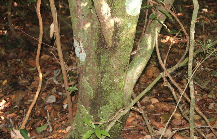 Figura 22. Mostrando la base de <i>Ocotea veraguensis</i> (Lauraceae), planta hospedera de <i>Memphis boisduvali</i> (Nymphalidae), creciendo detrás de galerón del Sector El Hacha. Foto: Roster Moraga, 11 Marzo 2020.