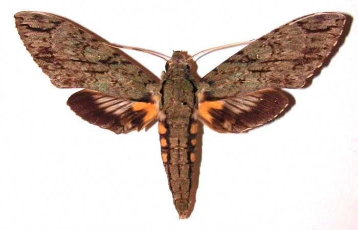 Fig.03. Adulto de <i>Cocytius lucifer</i> (Sphingidae), 124mm de envergadura, macho en vista dorsal. Voucher: 91-SRNP-1553-DHJ35506.jpg.