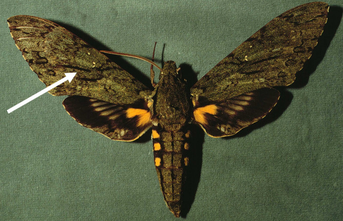 Fig.05. Adulto de <i>Cocytius lucifer</i> (Sphingidae), 147mm de envergadura, macho en vista ventral. Voucher: INBIOCRI002796959-DHJ38597.jpg.