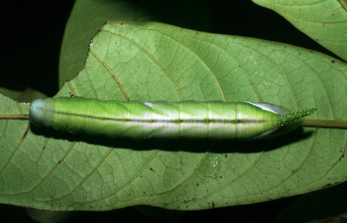 Fig. 08. Larva de <i>Cocytius lucifer</i> (Sphingidae), penúltimo estadío 73mm de longitud, vista dorsal. Voucher: 08-SRNP-5834-DHJ444861.jpg.