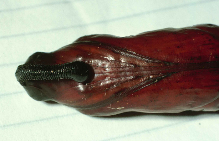 Fig. 10. Pupa de <i>Cocytius lucifer</i> (Sphingidae), vista vetral del torax, 58mm de longitud. Voucher: 99-SRNP-12311-DHJ51742.jpg.