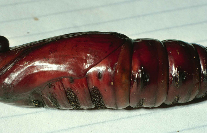Fig. 11. Pupa de <i>Cocytius lucifer</i> (Sphingidae), vista lateral, 58mm de longitud, vista lateral. Voucher: 99-SRNP-12311-DHJ51755.jpg.