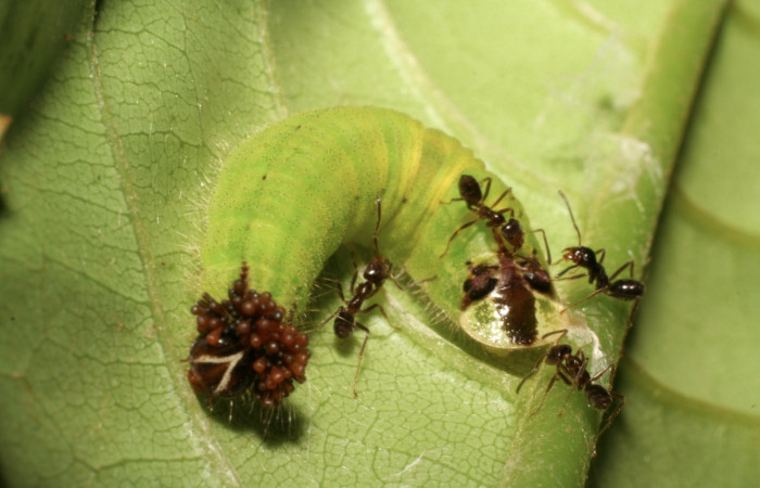 Fig. 10 Larva <i>Theope eudocia</i> (Riodinidae), mide 21mm Sendero Carica. Sector Pitilla, 660 m. 06-SRNP-31858-DHJ412989.jpg