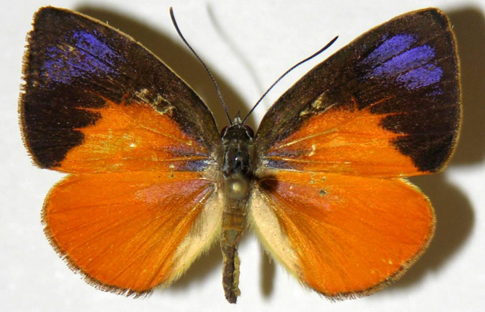 Fig. 3 Adulto vista dorsal macho <i>Theope eudocia</i> (Riodinidae), mide 26mm Cañon Rio Mena. Sector Del Oro, 560 m.03-SRNP-1882-DHJ321188.