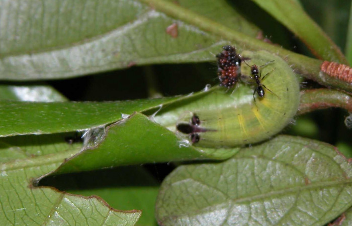 Fig. 6 Larva <i>Theope eudocia</i> (Riodinidae), mide 18mm Cañon Rio Mena. Sector Del Oro, 560 m. 03-SRNP-1882-DHJ400090.
