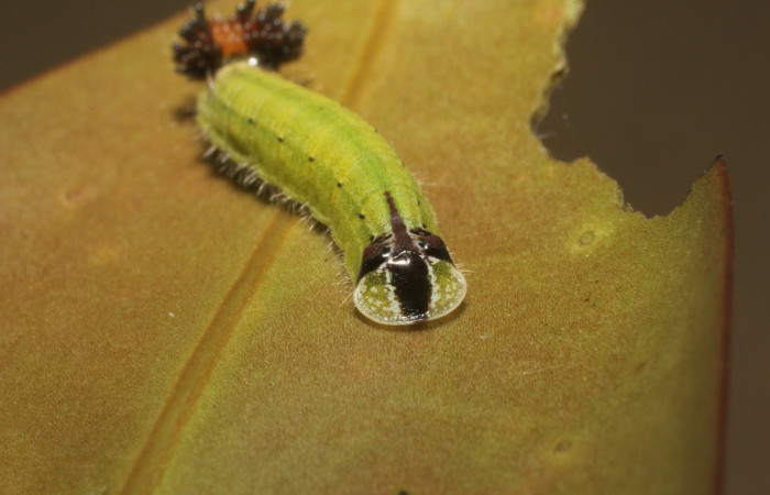 Fig. 8 Larva <i>Theope eudocia</i> (Riodinidae), mide 14mm Finca San Gabriel. Sector San Cristobal, 560 m. 14-SRNP-2670-DHJ802405.jpg