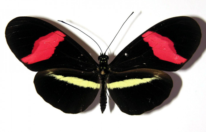 Fig. 1 Vista dorsal de <i>Heliconius petiverana</i> (Nymphalidae) (04-SRNP-33798-DHJ96464)