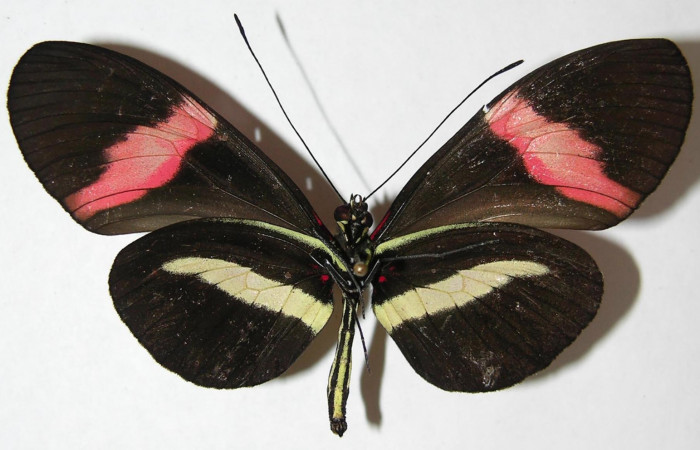 Fig. 4 Vista ventral de <i>Heliconius rosina</i> (Nymphalidae). (08-SRNP-32142-DHJ394965).