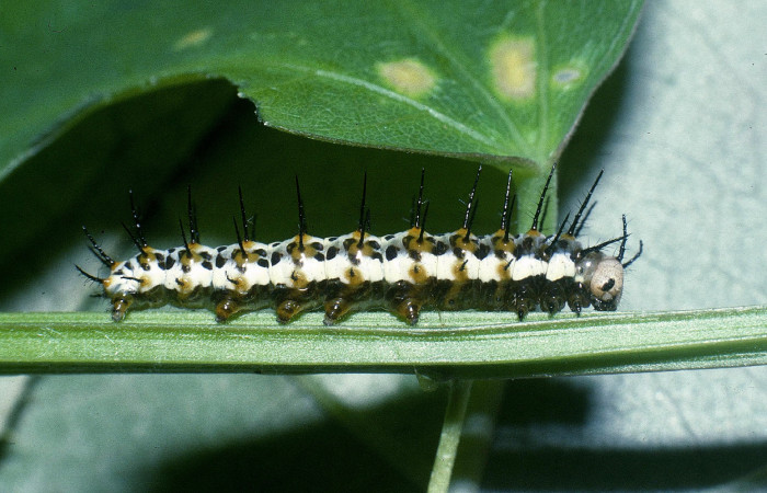 Fig. 5 Vista lateral de <i>Heliconius petiverana</i> (Nymphalidae). Sobre <i>Passiflora biflora</i> (Passifloraceae). Quebrada Lajosa Sector Del Oro; 22 de Febrero 2004 (04-SRNP-20866-DHJ82123).
