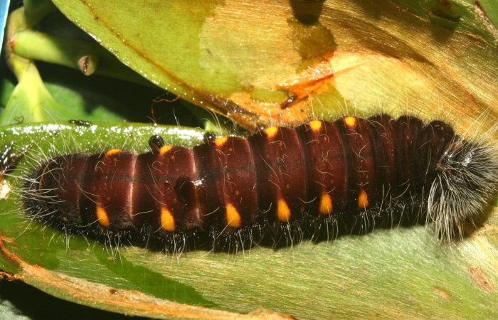 Figura 5. Larva <i>Yanguna cosyra</i> (Hesperiidae), último estadío (U) vista dorsal, localidad Estación Biológica Quica Sector Pitilla ACG (470m). Voucher: 13-SRNP-71189-DHJ702743.jpg.