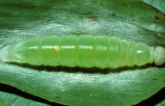 Figura 6. Larva <i>Orses cynisca</i> (Hesperiidae), en estado de prepupa, vista dorsal, localidad Quebrada San Pancho Sector Horizontes ACG (90m). Voucher: 01-SRNP-17555-DHJ62197.jpg.